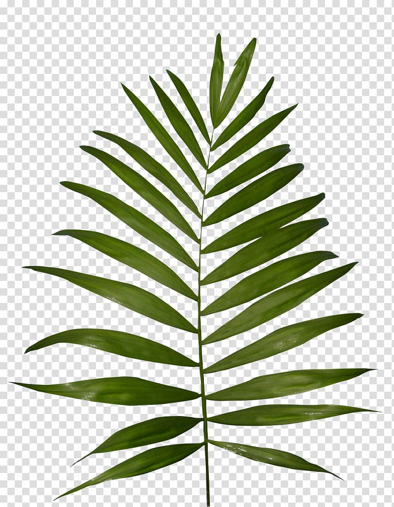 Plant Fern Frond , vegetation transparent background PNG clipart
