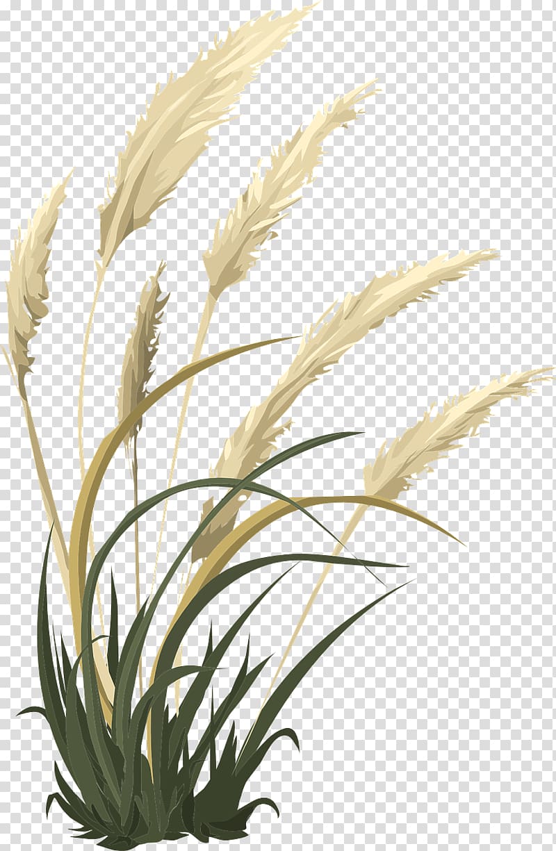 Agriculture Grain Cereal Grasses Common wheat, barley transparent background PNG clipart