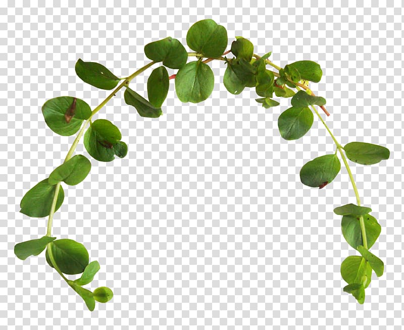 Leaf Branch Green , plantas transparent background PNG clipart