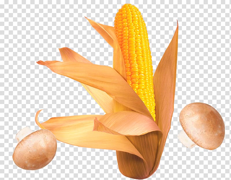 Corn on the cob Waxy corn Flint corn Sweet corn, Corn cobs transparent background PNG clipart