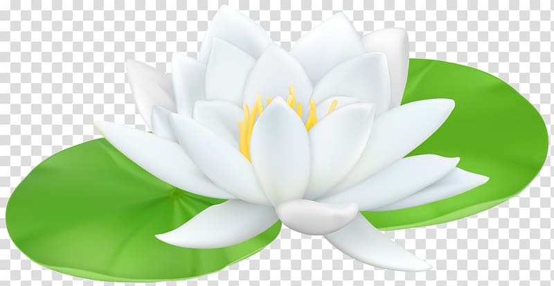 white lotus flower graphic illustration, Water lilies Sacred Lotus Lily , Water Lily transparent background PNG clipart