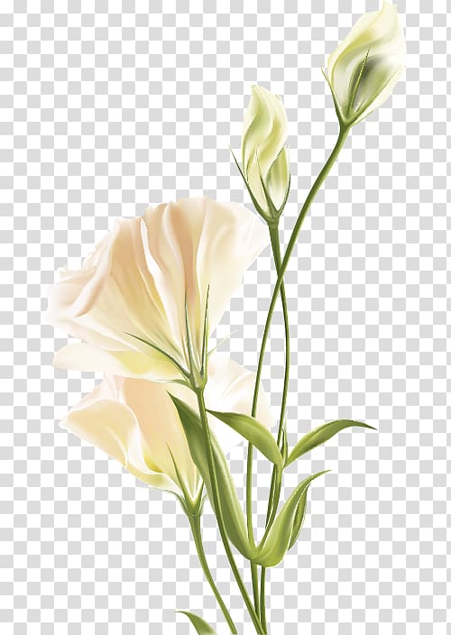 white lisianthus flower , Flower Euclidean White, Lily white flower transparent background PNG clipart