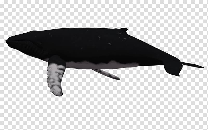 Dolphin Humpback whale , Cartoon Humpback Whale transparent background PNG clipart