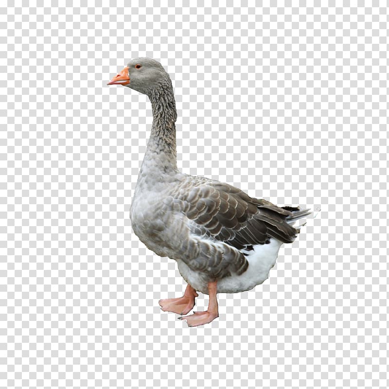 Domestic goose Duck Chicken Poultry, Goose transparent background PNG clipart
