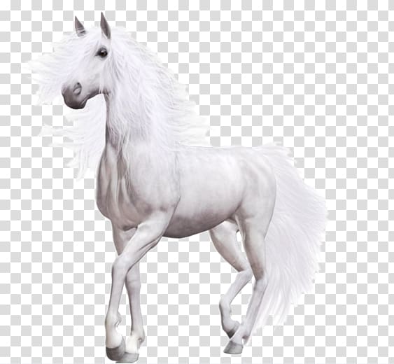 white horse , Wild horse Pony, White Horse transparent background PNG clipart