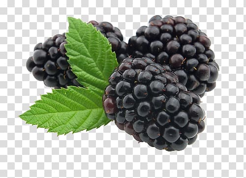 Blackberry transparent background PNG clipart