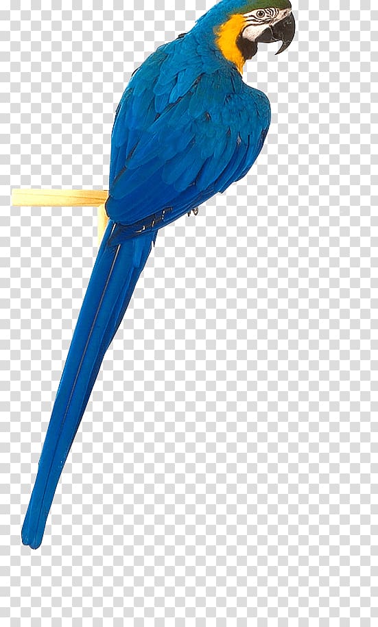 Bird True parrot, Blue Parrot transparent background PNG clipart