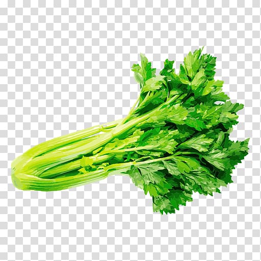 Parsley Coriander Celery Vegetable Herb, vegetable transparent background PNG clipart