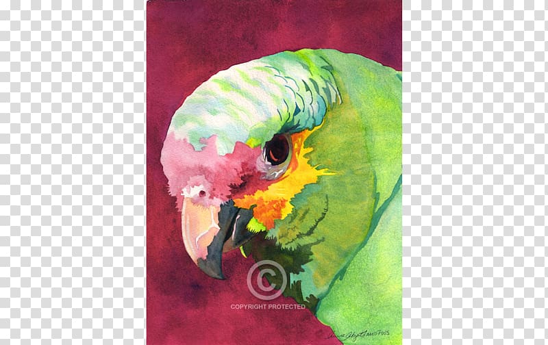 Canada Florida New York Parrot Parakeet, watercolor bird transparent background PNG clipart