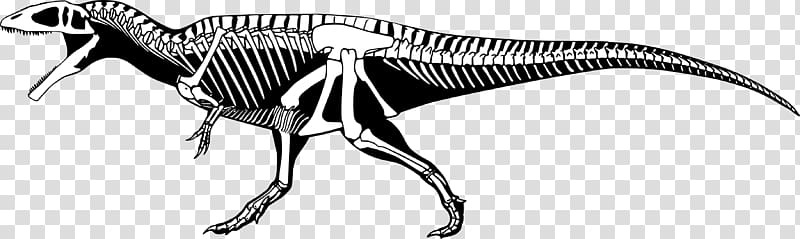 Carcharodontosaurus Mapusaurus Giganotosaurus Tyrannosaurus Acrocanthosaurus, Skeleton transparent background PNG clipart
