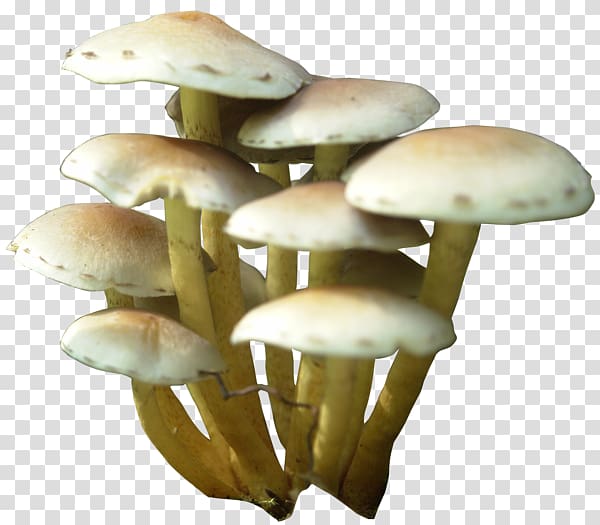 white mushrooms illustration, Mushroom , Mushroom transparent background PNG clipart