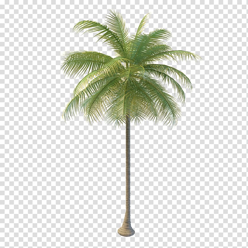 coconut tree, Arecaceae Coconut water Tree Nata de coco, coconut tree transparent background PNG clipart