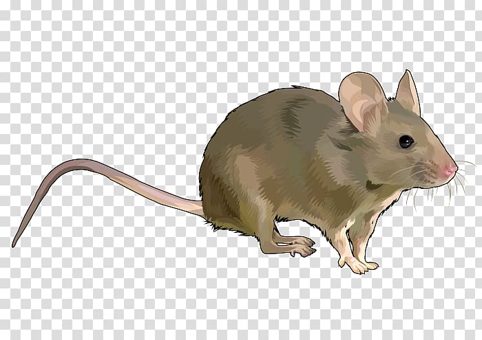 Rat Rodent House mouse Wood mouse Gerbil, raton transparent background PNG clipart