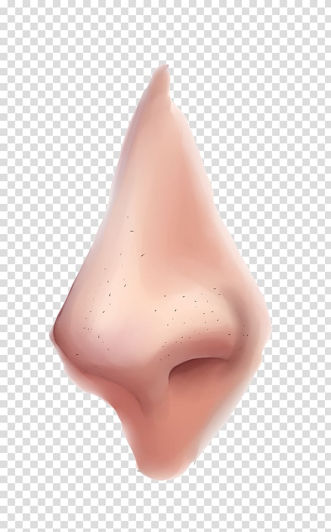 Nose, Nose transparent background PNG clipart