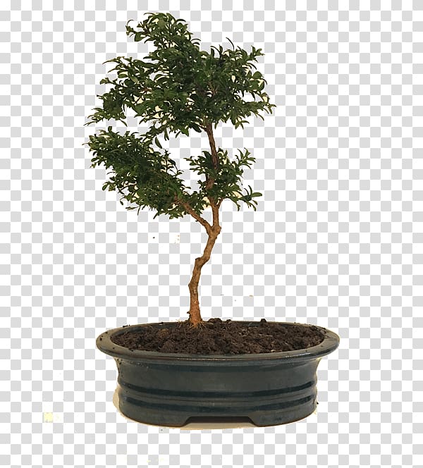 Chinese sweet plum Flowerpot Tree Bonsai Red maple, tree transparent background PNG clipart