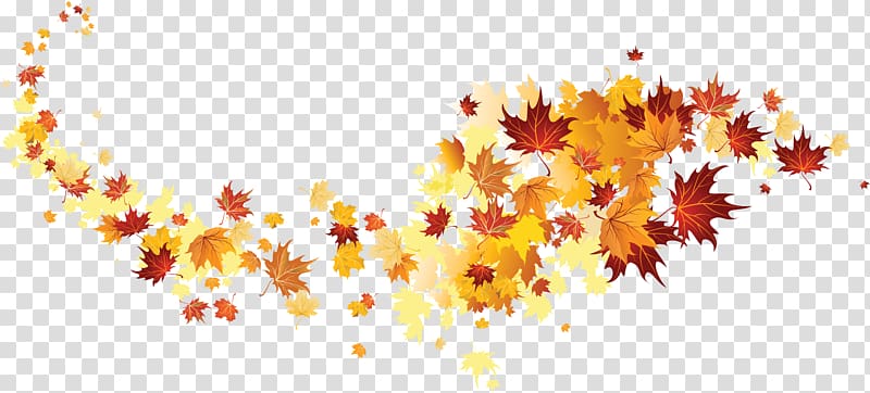 of maple leaves, Autumn leaf color, autumn leaves transparent background PNG clipart