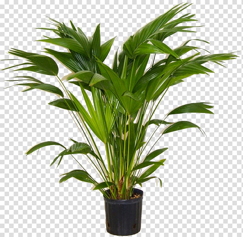 Areca palm Houseplant Indoor Plants Livistona chinensis, plants transparent background PNG clipart
