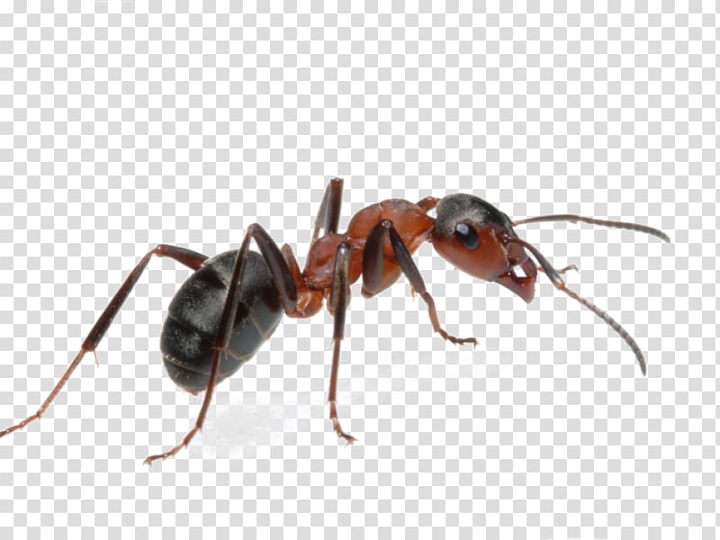 Argentine ant Insect Pest Ant colony, insect transparent background PNG clipart