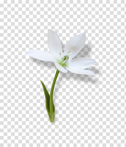 Snowdrop Ornamental plant Jersey lily Spring , others transparent background PNG clipart