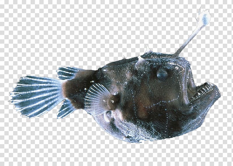 Black seadevil Deep-sea anglerfishes Deep sea Red-lipped batfish, deep-sea fish transparent background PNG clipart