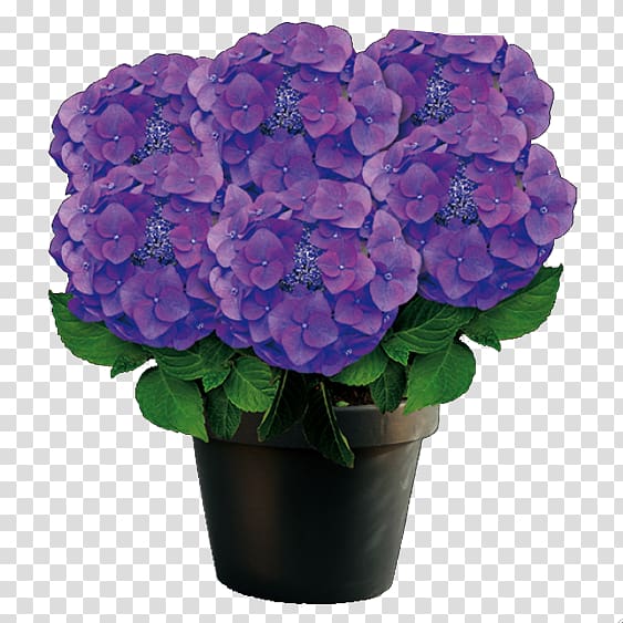 French hydrangea Purple Flowerpot Violet, hydrangea transparent background PNG clipart