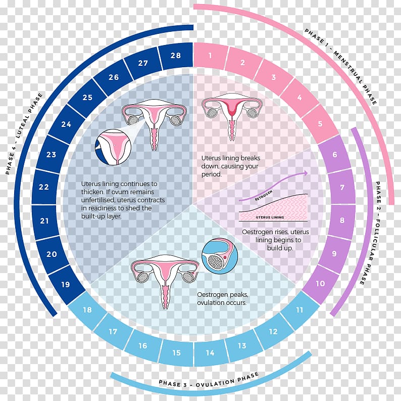 Menstrual cycle Menstruation Luteal phase Uterus Menstrual cup, Menstrual Cycle transparent background PNG clipart