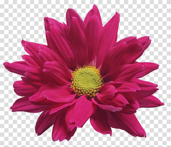 Cut flowers Chrysanthemum ×grandiflorum , pink and gold flowers transparent background PNG clipart