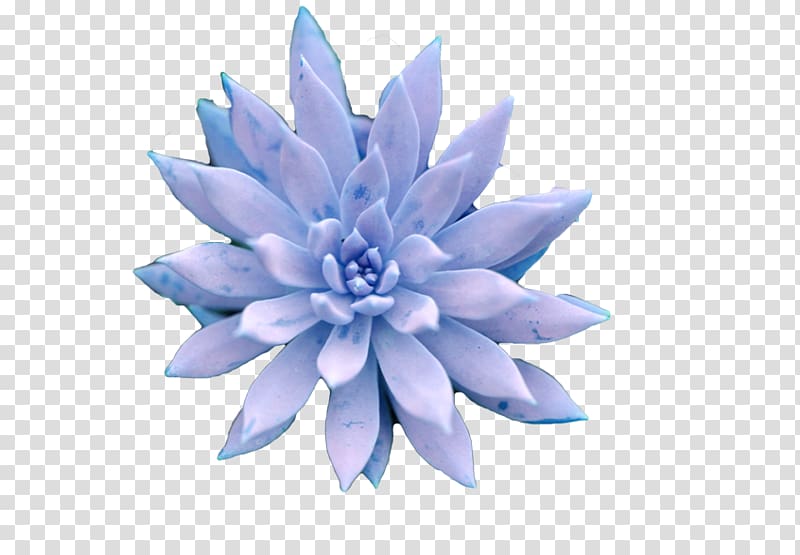 Succulent plant Petal Blue, plant transparent background PNG clipart