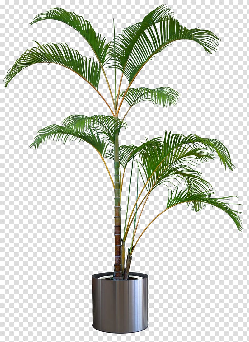 Dragon tree Flowerpot Houseplant, plant transparent background PNG clipart