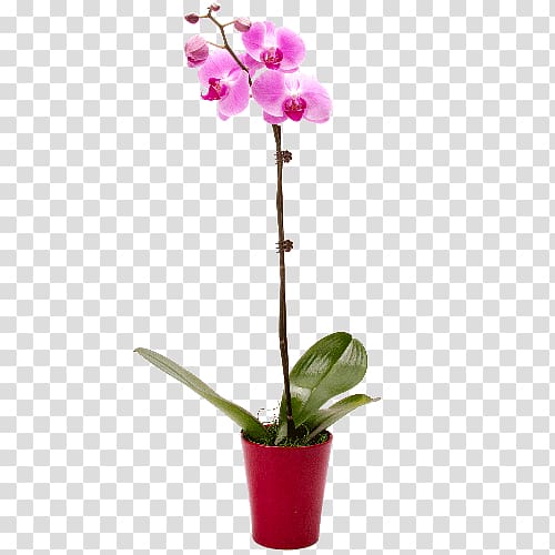 Moth orchids Cattleya orchids Dendrobium Cyma Orchids, others transparent background PNG clipart