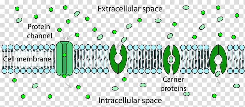 Facilitated diffusion Passive transport Biological membrane Membrane transport, others transparent background PNG clipart