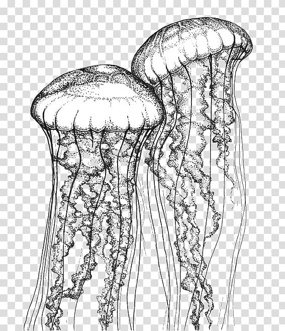 Jellyfish Stippling Chrysaora quinquecirrha Drawing Chrysaora fuscescens, cute Jellyfish transparent background PNG clipart