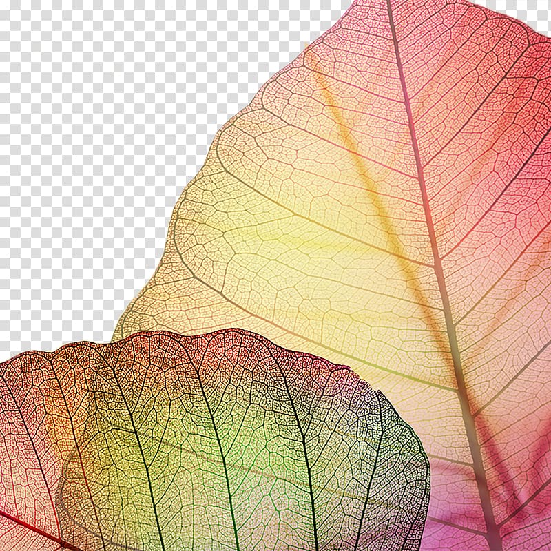 Laptop High-definition television Display resolution High-definition video , Autumn decorative elements veins transparent background PNG clipart