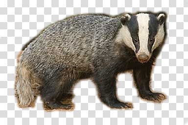 brown and black badger, Badger transparent background PNG clipart