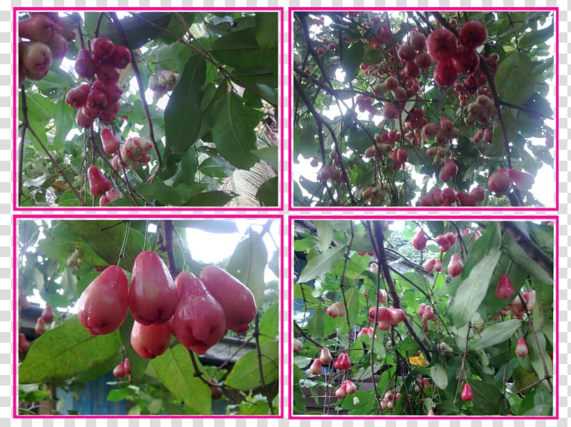 Malay apple Subshrub Syzygium, pokok transparent background PNG clipart