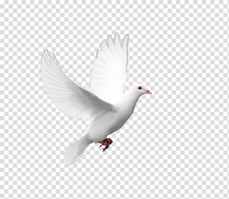 white pigeon , Domestic pigeon Columbidae Doves as symbols Holy Spirit, pigeon transparent background PNG clipart