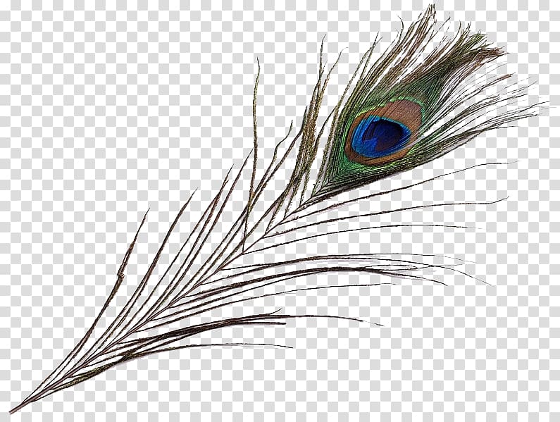 Feather Pavo Asiatic peafowl Bird Beak, feather transparent background PNG clipart