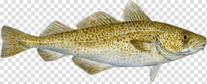COD: A Biography of the Fish that Changed the World Fish products Atlantic cod, monterey aquarium transparent background PNG clipart