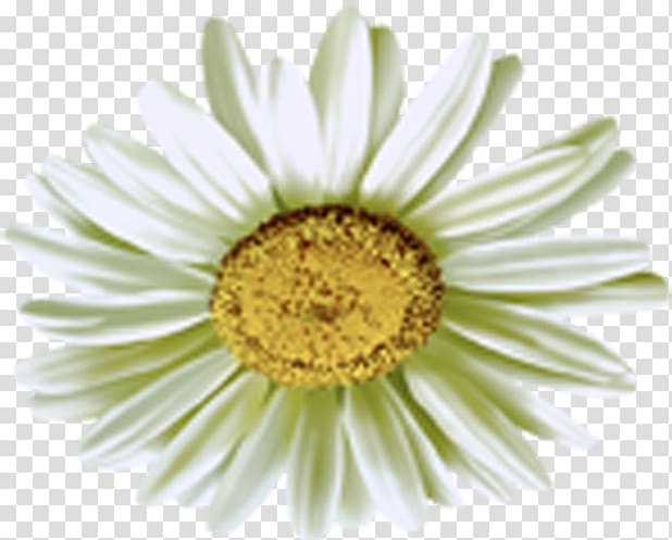 Common daisy Chamomile, Camomile Flower transparent background PNG clipart