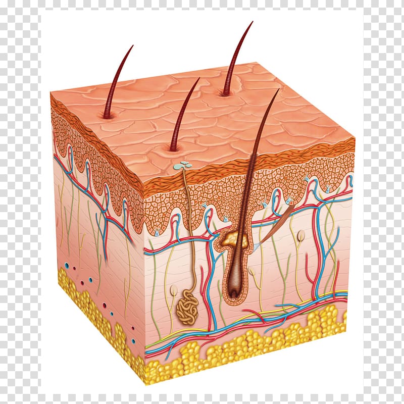 Subcutaneous Tissue Human Skin Integumentary System Dermis Organs Png