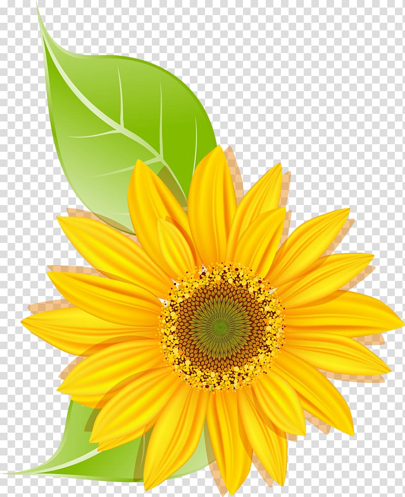 Sunflower seed Common sunflower Daisy family Transvaal daisy, sunflower transparent background PNG clipart