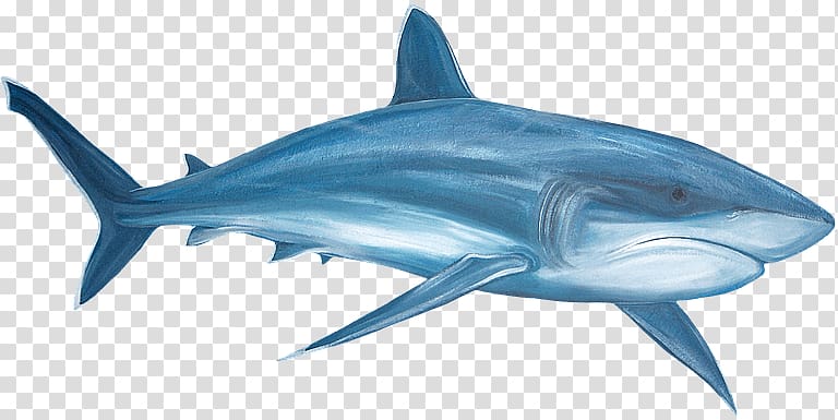 Great white shark Tiger shark , Paint Tube transparent background PNG clipart