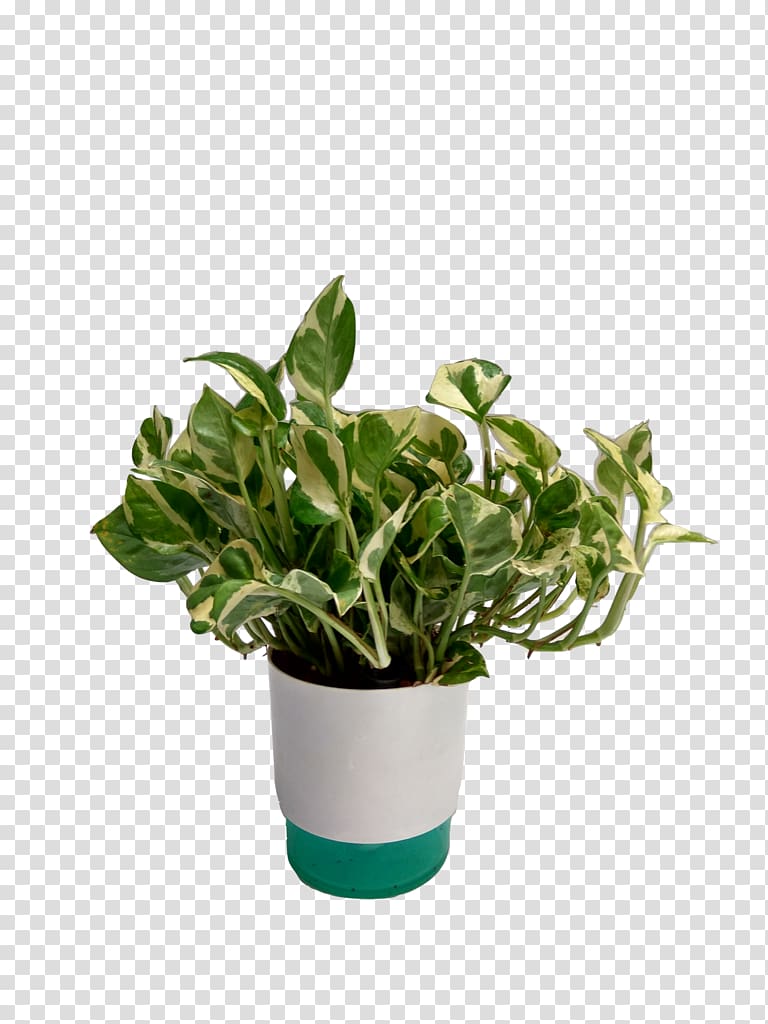 Flowerpot Houseplant Devil\'s ivy Guiana Chestnut, plant transparent background PNG clipart