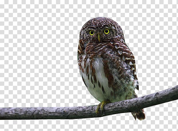 Owl Bird, Owl on a tree branch transparent background PNG clipart