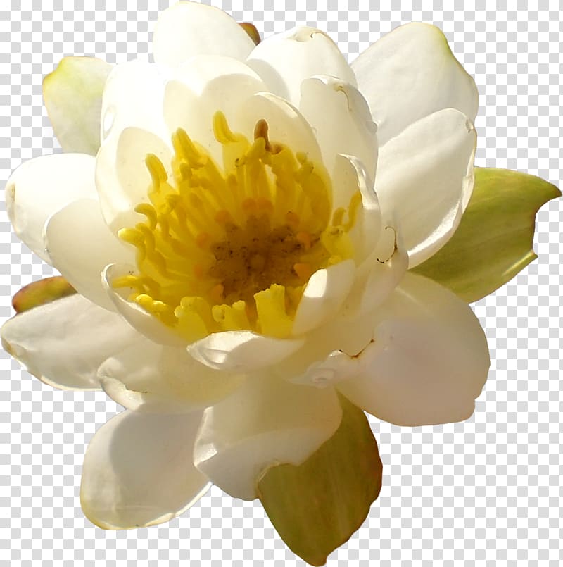 Flower Yellow Aquatic Plants , lotus transparent background PNG clipart