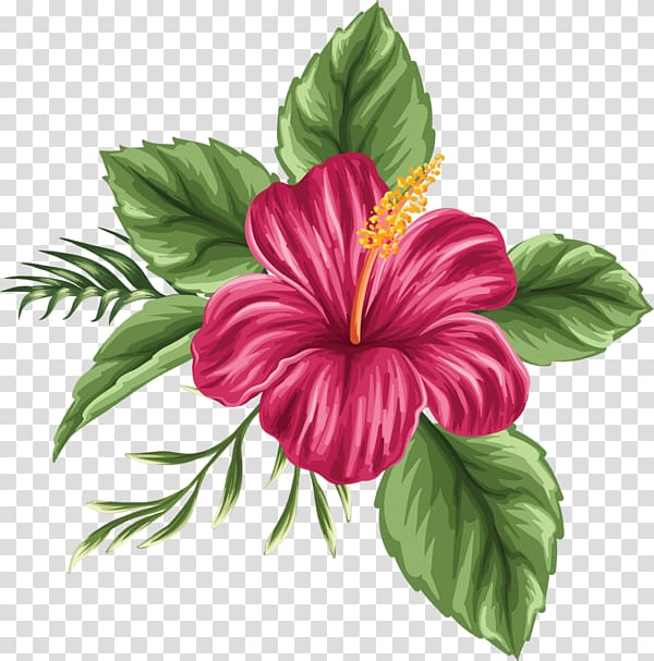 hand painted hibiscus flower transparent background PNG clipart