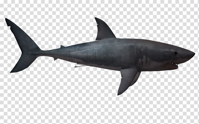 Shortfin mako shark Portable Network Graphics Mackerel sharks Great white shark, others transparent background PNG clipart
