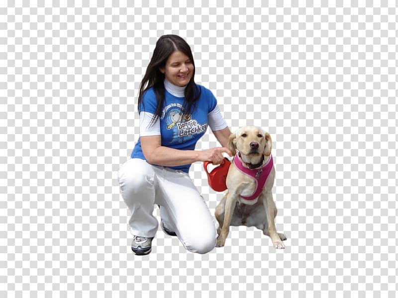 woman kneeing near yellow Labrador retriever, Dog walking Puppy Pet sitting, people transparent background PNG clipart