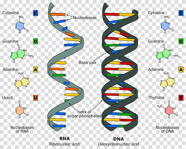 Nucleic acid structure RNA DNA, dnk transparent background PNG clipart