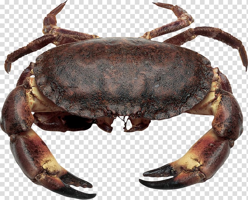 Crab Crayfish as food Seafood Cancer pagurus, Crab transparent background PNG clipart